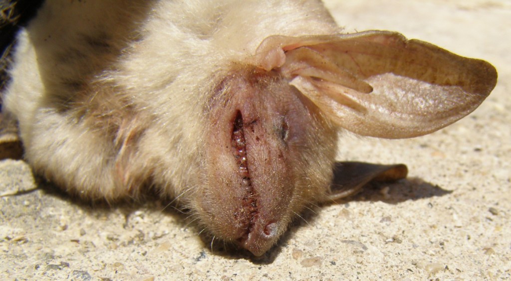 Myotis sp.